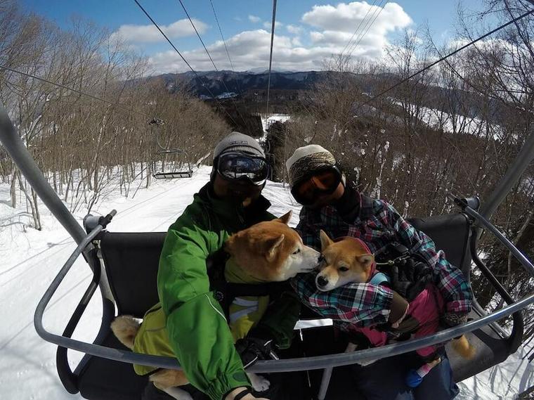 犬と雪山